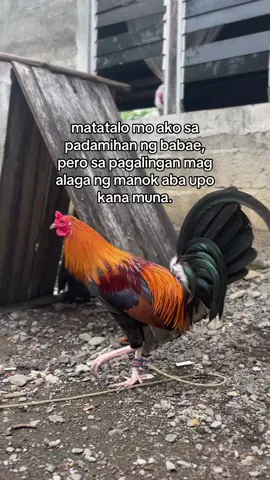 lugi sa padamihan ng babae boss #fyp #backyardvibes #foryoupage #5ksweater 