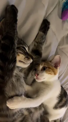 Hug me #catsoftiktok #cat #viral #fyp #magichour 