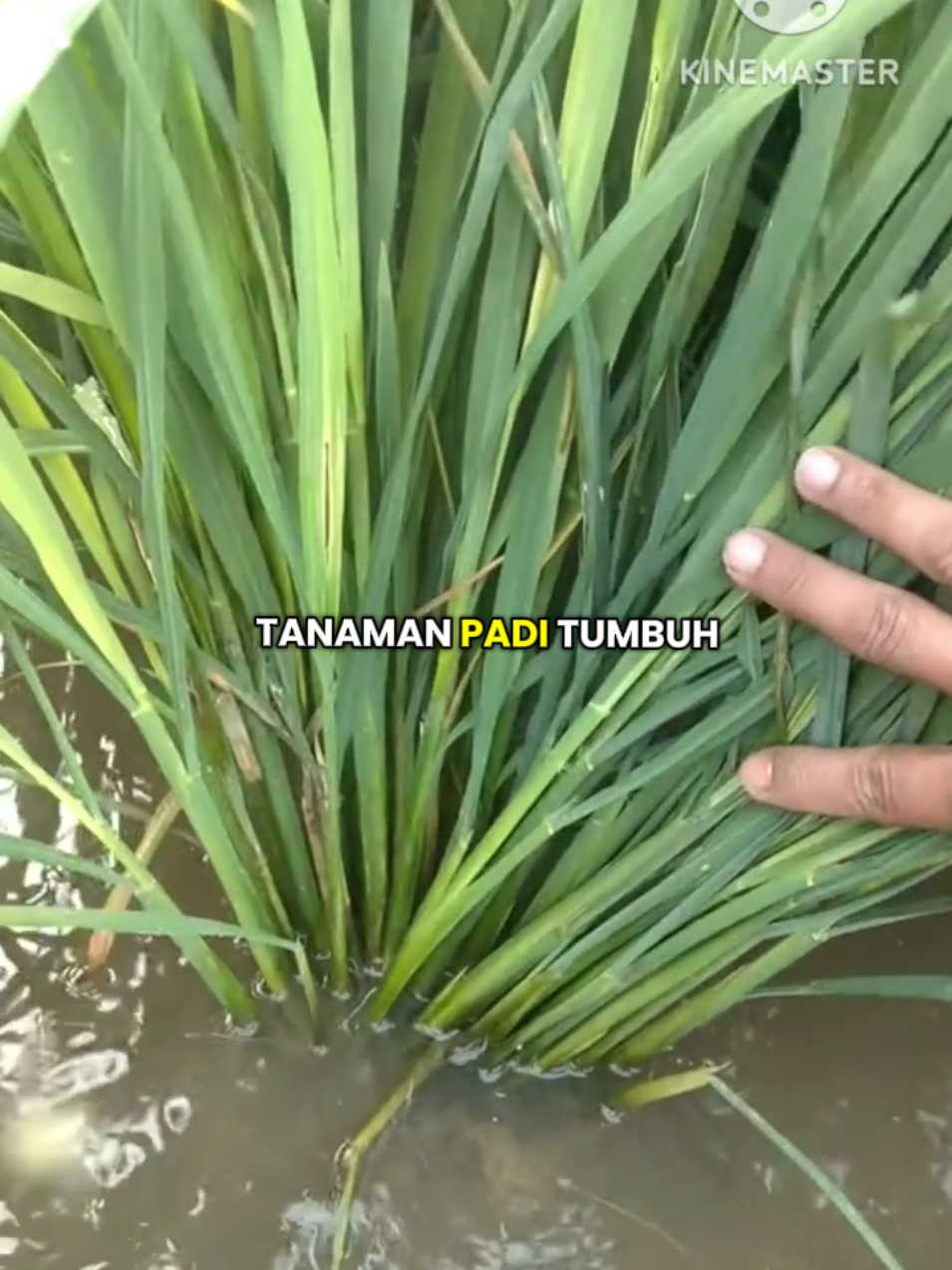 pupuk padi penyubur pertumbuhan dan pelebat buah#pupupadi#highscore#penyubur#pupukbuah#asamamino 