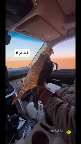 #الشعب_الصيني_ماله_حل😂😂 #حباري #الكويت🇰🇼 #حركة_إكسبلور #مقناص   ✨تجهزو والي على الكف غشام لحاق ولا الطلع هم خابرينه يطلع مثل زرق اليمامه على الشام ودليل طلعه لاكرب صايدينه✨