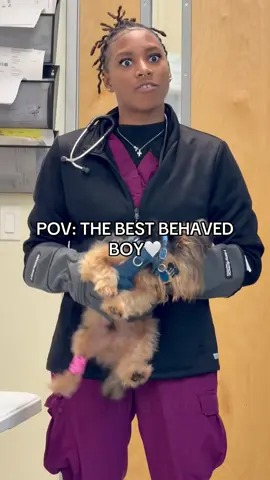 This Yorkshire Terrier has a very bad temper🤬 #dog#funny#funnyanimals#funnypets#animals#dogsofttiktok #pet #foryou #longervideos#usa#catsoftiktok #fyp