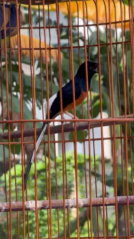 Murai batu gacor #muraibatuindonesia 