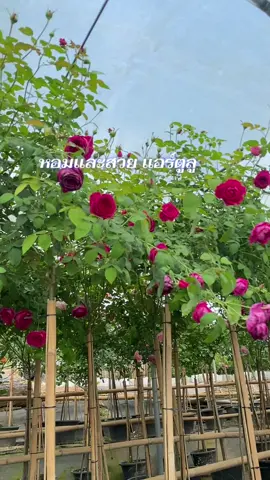 #ทาสกุหลาบ #คนรักกุหลาบ #ดั้นขึ้นฟืดที 