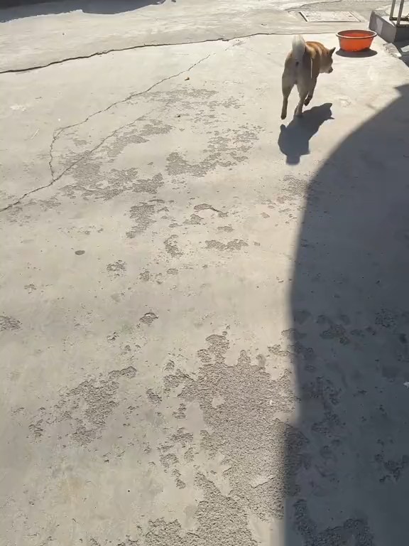 太好笑了哈哈哈！！狗子一抬头吓出了“人叫”~#搞笑 #神操作😂😂😂 #狗狗