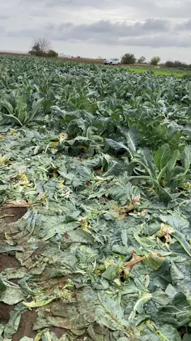 Trebuia pus înainte de Indagra 🤣🤣🤣 @Holland Farming Agro @🧑‍🌾 Dragu Robert Cosmin @cristimarin.ing.horticol @Eduard Apetrei @Cristi Zaharia Holland Farming  #domeniulbaciului #inginer #romania🇷🇴 #top #agro 