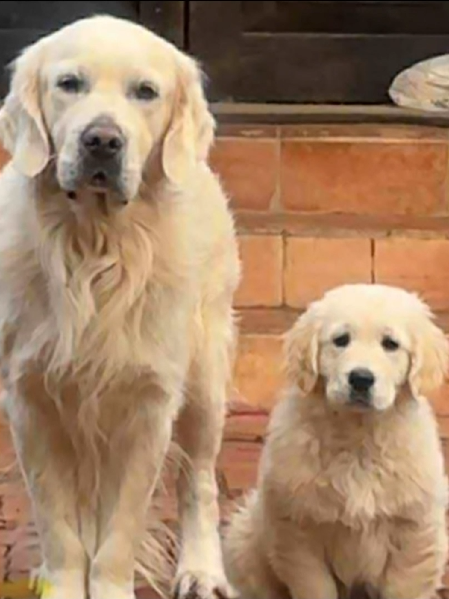 EXCLUSIVE: A beloved pet dog has tragically died after being struck by lightning in its Gawler backyard. The golden retriever's distraught owners have shared their heartbreaking ordeal as a warning to other pet owners.