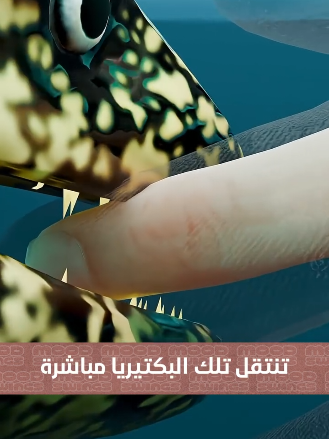 #وهران_الباهية #صيد_السمك 