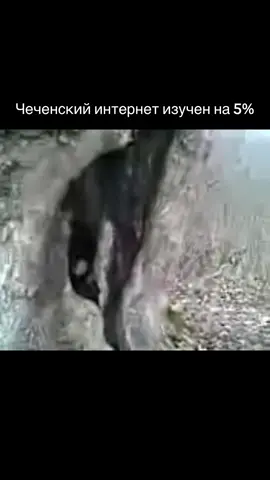 #nohchi #grozny #95 #chechen #рекомендации 