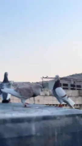 #postagüvercini #maşallah🧿 