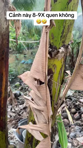 8-9X quen cảnh này không 🤣🤣