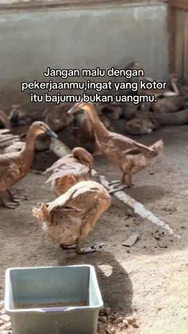#bosmuda #peternakbebek #bebekpetelur #peternakmuda #peternak #KRD #kiarunnerduck 
