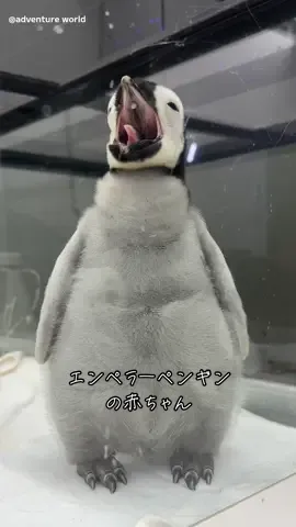 コウテイ感アップデートのおしらせです🐧♪ #コウテイペンギン  #アドベンチャーワールド  #エンペラーペンギン #ペンギン #関西