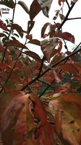 Rainy Day in Chukiatan.