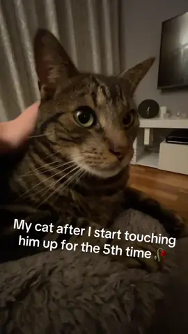 Meet a new cat…❤️💔 #oranginacat #fyp 