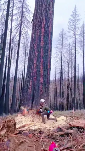 Tree removal #satisfying #tree #asmr #giant #oddlysatisfying #fyp #usa🇺🇸 