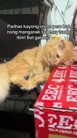 Overthink malala meng HAHAHAHA #catsoftiktok #cat #catlovers #fyp #fyppppppppppppppppppppppp 
