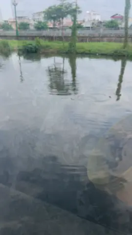 Hôm nay là 15/9 #viralvideo #phóngsanh #phongsanh #chùadinhlâmq8 #xuhuong 