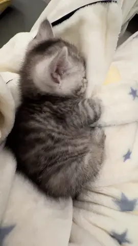 Cute and clingy kitten 🥰🥰. #kittens #cute #Love #foryou #catsoftiktok 