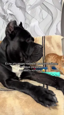 #cat#kitty #dog #minou #recommandations 