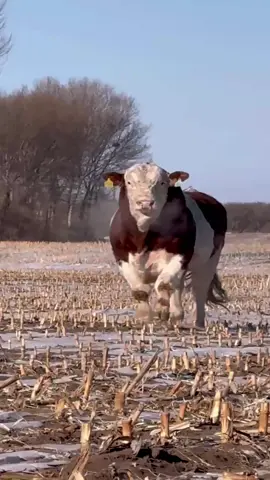 #big #bull #simmental #fypシ゚ #fy @MMA 