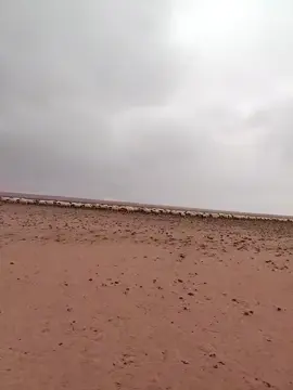 #افلح_من_ذكر_الله_وصلى_ع_النبي #مجرد________ذووووووق🎶🎵💞 #روعه____جميل_____ذوق__ #