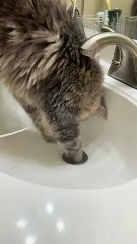 Can’t fire him, he’s too cute. #Cat#Cats#Kitten#Kittens#Meow