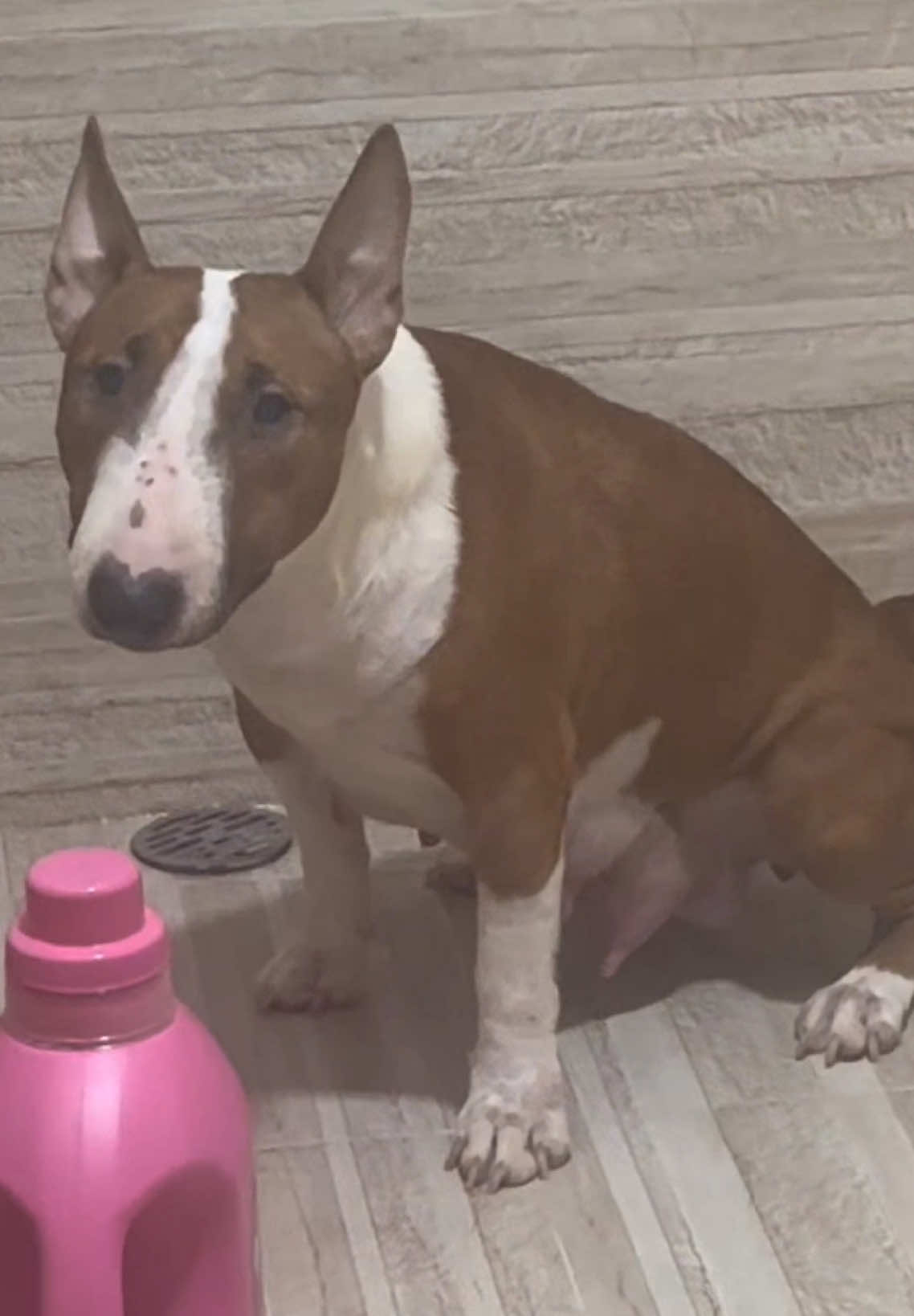 rồi vlog đầu tiên coi đồng nghiệp của mr Gold có thành gold ko đây? #bullterrierlover #bullterrier 