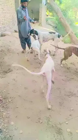 @️🤍  بلوچ  🫀 @naeem khan @ali humza mastoi 