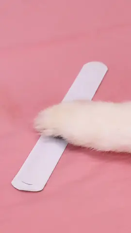 Nico:Mom,don’t lie to the puppy!#funny #smartnico #puppy #funnydogs #cute 