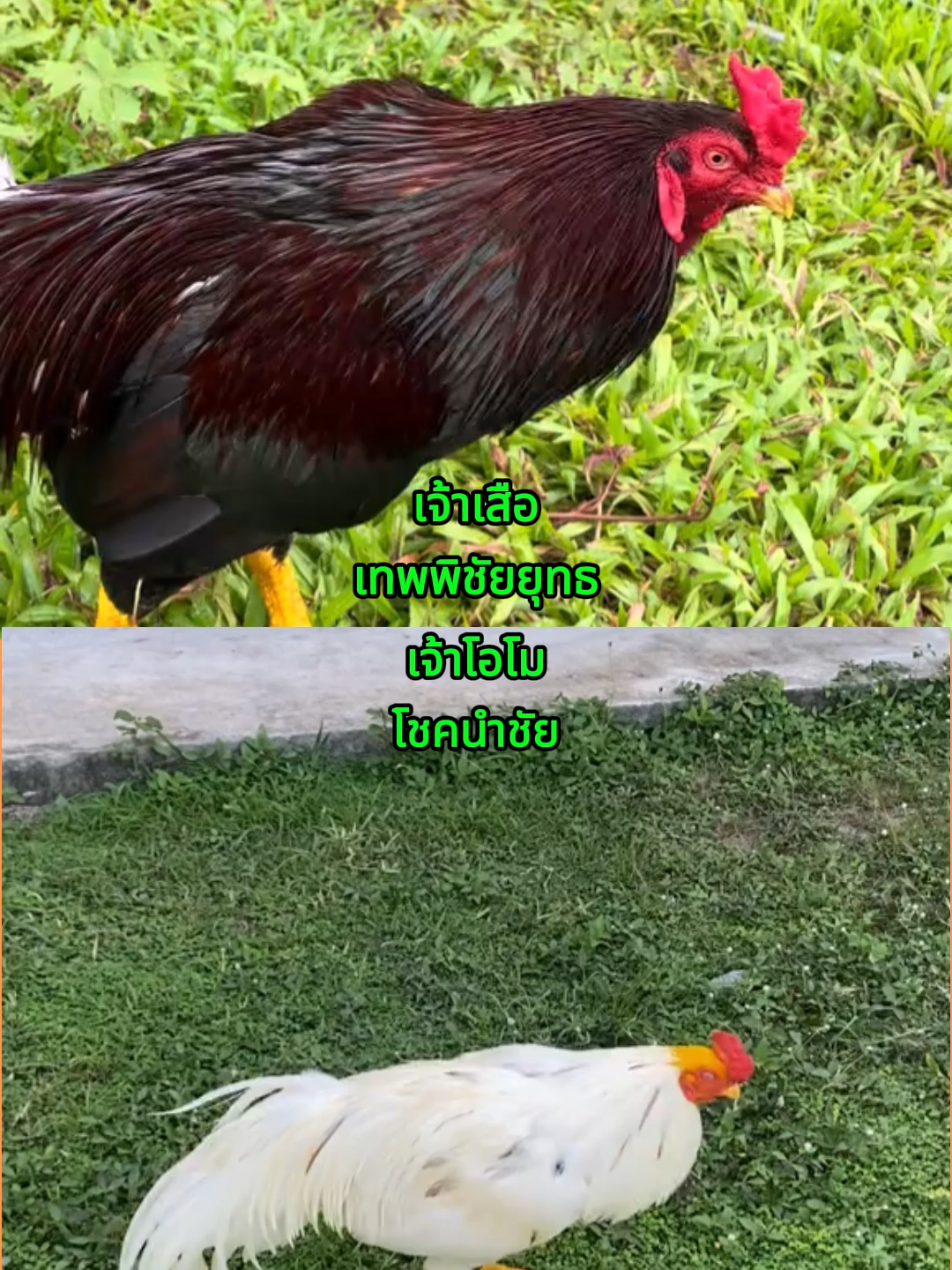 เจ้าโอโม่/เจ้าเสือ #เทพพิชัยยุทธ #บารมีนายหัว🙏💯❤️‍🔥 #ไม่ใช่การทารุนกรรมสัตว์❤️‍🔥🐓 #สุราษฎร์