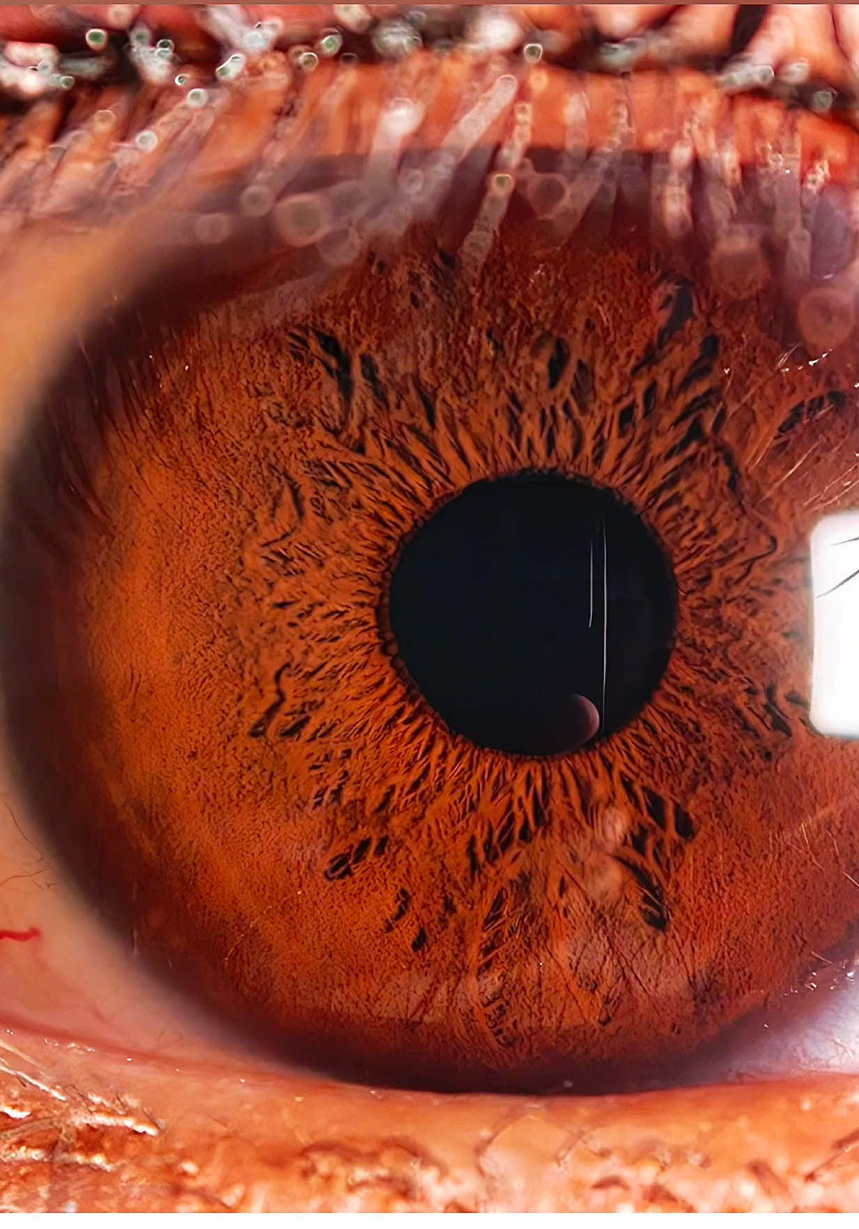 เทสซูมมาโคร OPPO Find X9 Pro แบบตึงๆ 🥰 #spk #oppo #findx9pro #zoom #marco 