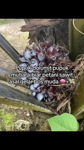#petanimuda #bosmuda #petaniswit🌴 #fypage #sawit 