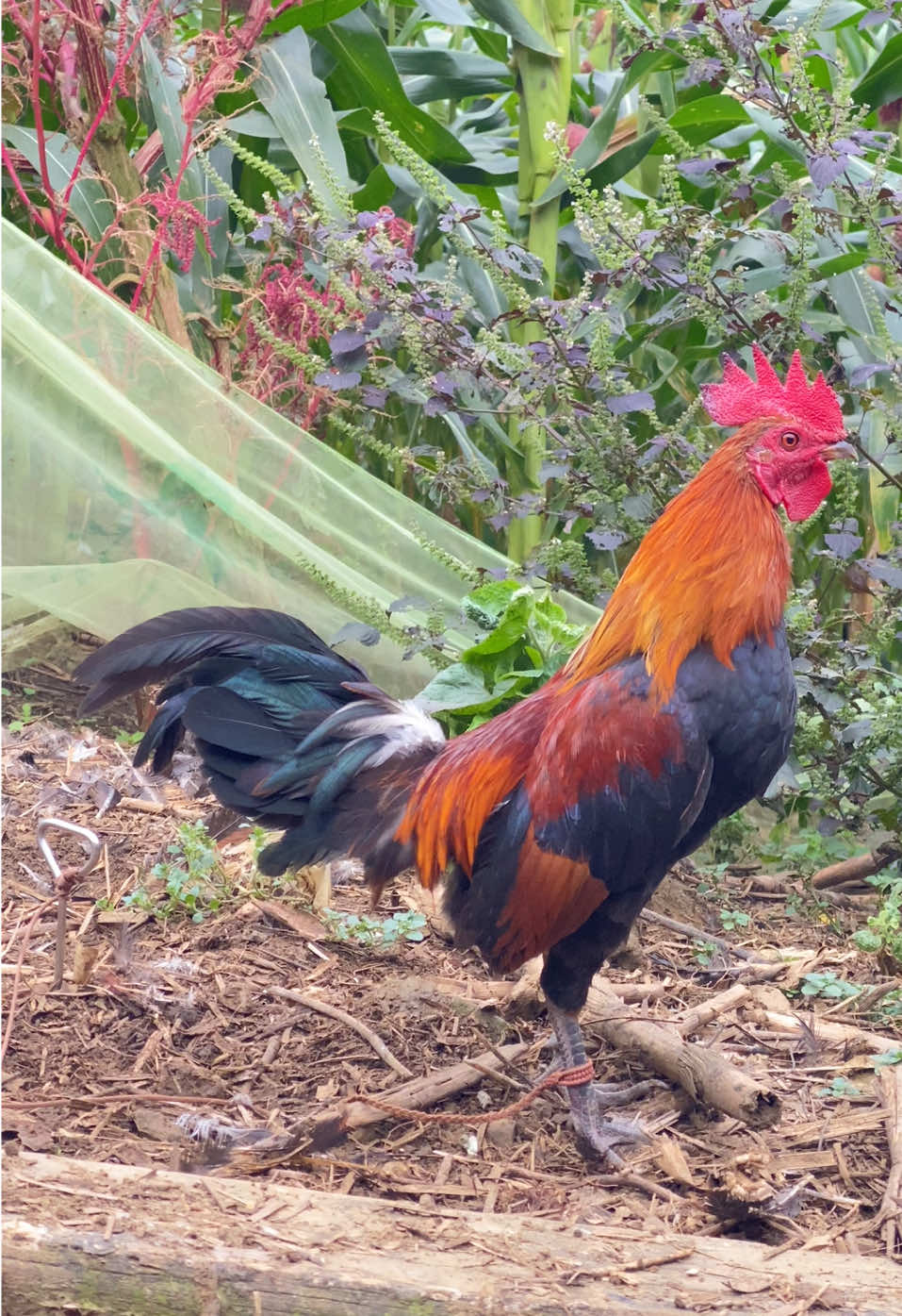 Mồi cứng bới dụ đẳng cấp #quangdunggarung97bk #quangdunggarungvn 