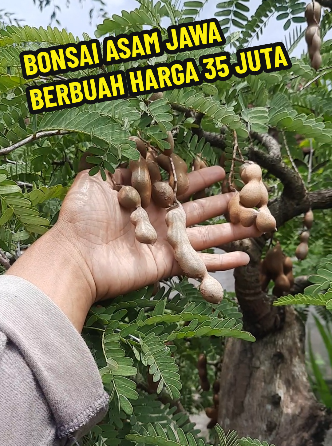 BONSAI ASAM JAWA JUMBO HARGA 35 JUTA 😱😱 _____ order bisa langsung ss video bonsai yang kalian suka kemudian wa nomor admin : 0853-3405-9933 _____ #jualbonsai #bonsai #bonsaiindonesia #bonsailovers #fypシ゚ 