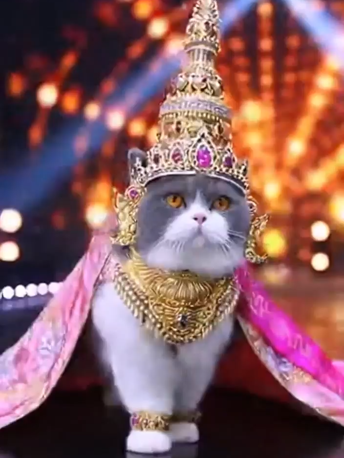 มิสแค็ทฉะเชิงเทรา #missgrandthailand #แมวตลก #cat #คลิปตลก #misscatthailand