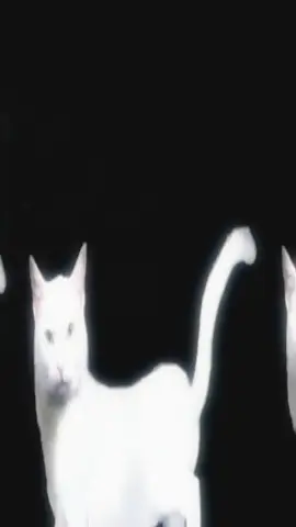 wha #catcore #cats #foryou #fyp #lyoshnka