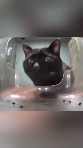 When Your Food Bowl is Smarter Than You 🤣🤣#cat #catsoftiktok #funnycat #funnyvideo #funnytiktok #fyp #foryou #tiktok 