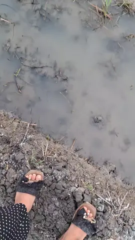 Trimo anake wong tani mas:) #petanimuda  #anakpetani🌾  #fypppppppppppppp 