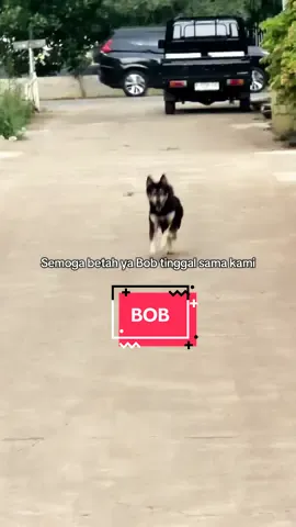 Welcoming Bob, our newest family member! #dog #dogsofttiktok 