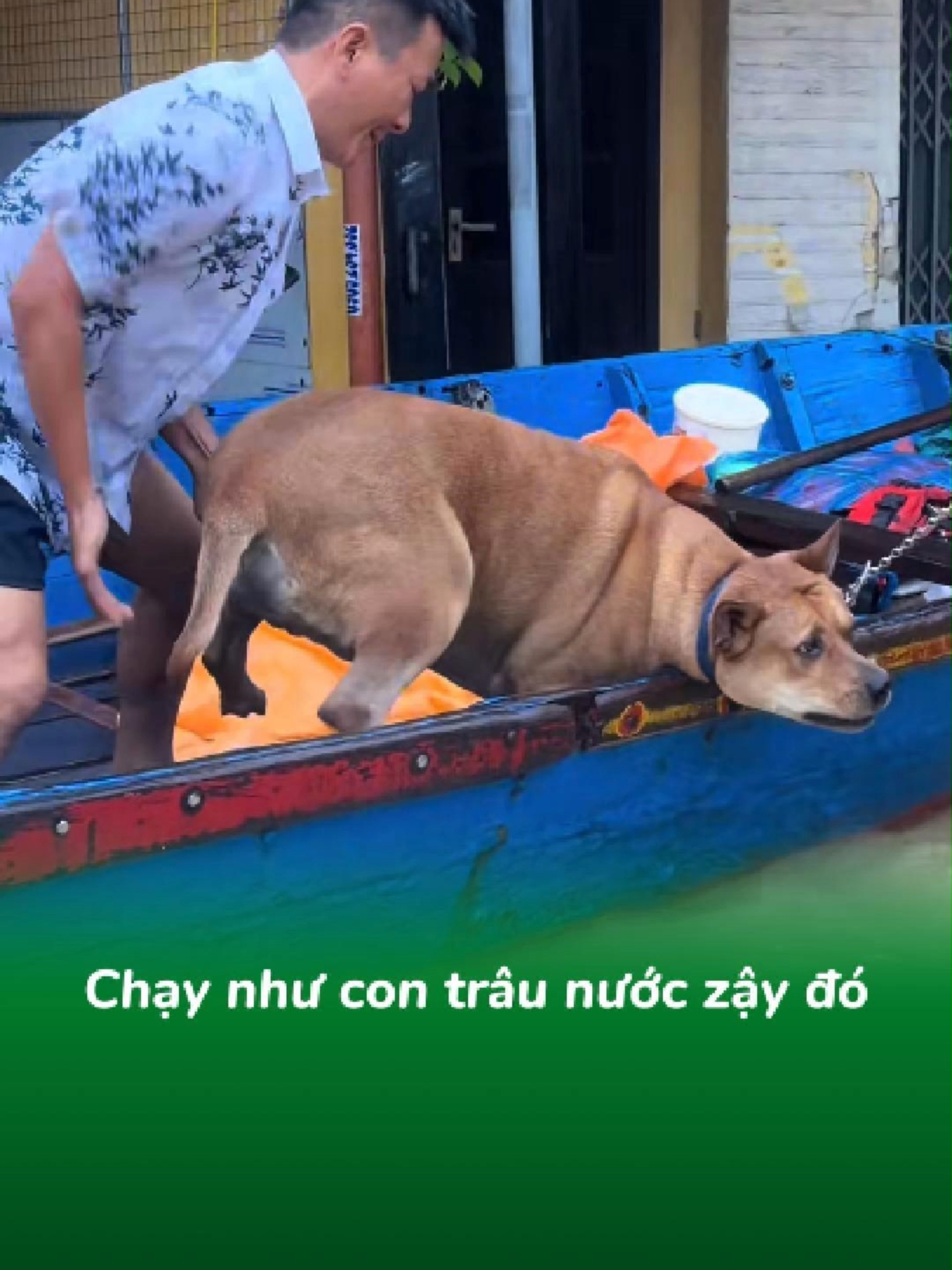 Bả chạy như con trâu nước zậy đó  #pe4u #thucung #chomeo #xuhuong #fyp