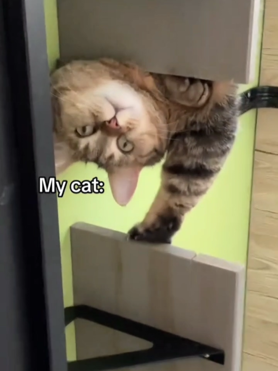 #cat #cute #catvideo #cutecat #funny 