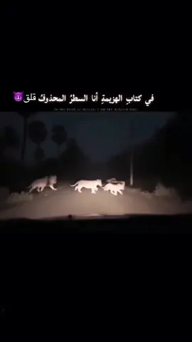 #قلق #اسد #لا يعرف معني الخوف#الرتش_فى_زمه_الله💔 #لا 