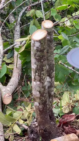 #roçadeira #vidanocampo #vidanarroça #popular #agro 