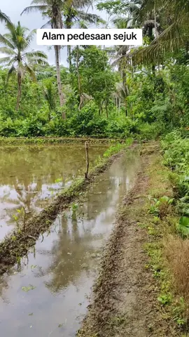 Bikin betah suasana di tepi sungai seger banget #alampedesaan #sawah #sungai #vypシ #laguviral 