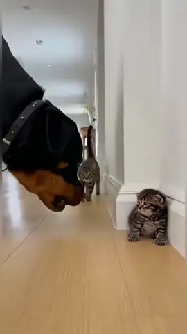 Why are dogs afraid of cats?#dog #cat #funny #foryou #funnyvideo 
