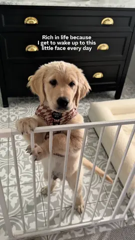 And that little golden retriever tail goes crazy every time he sees us 🥹 #goldenretriever #puppy #dogsoftiktok 