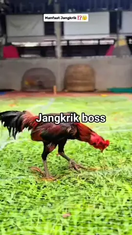 Ayam juga di kasih Jangkrik