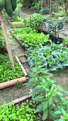 🍅🌱🪴#fyp #ฟีดดดシ #ปลูกผักกินเอง #ปลูกผักปลอดสารพิษ #สวนผักน้องออมเงิน👩🏻‍🌾🌸 