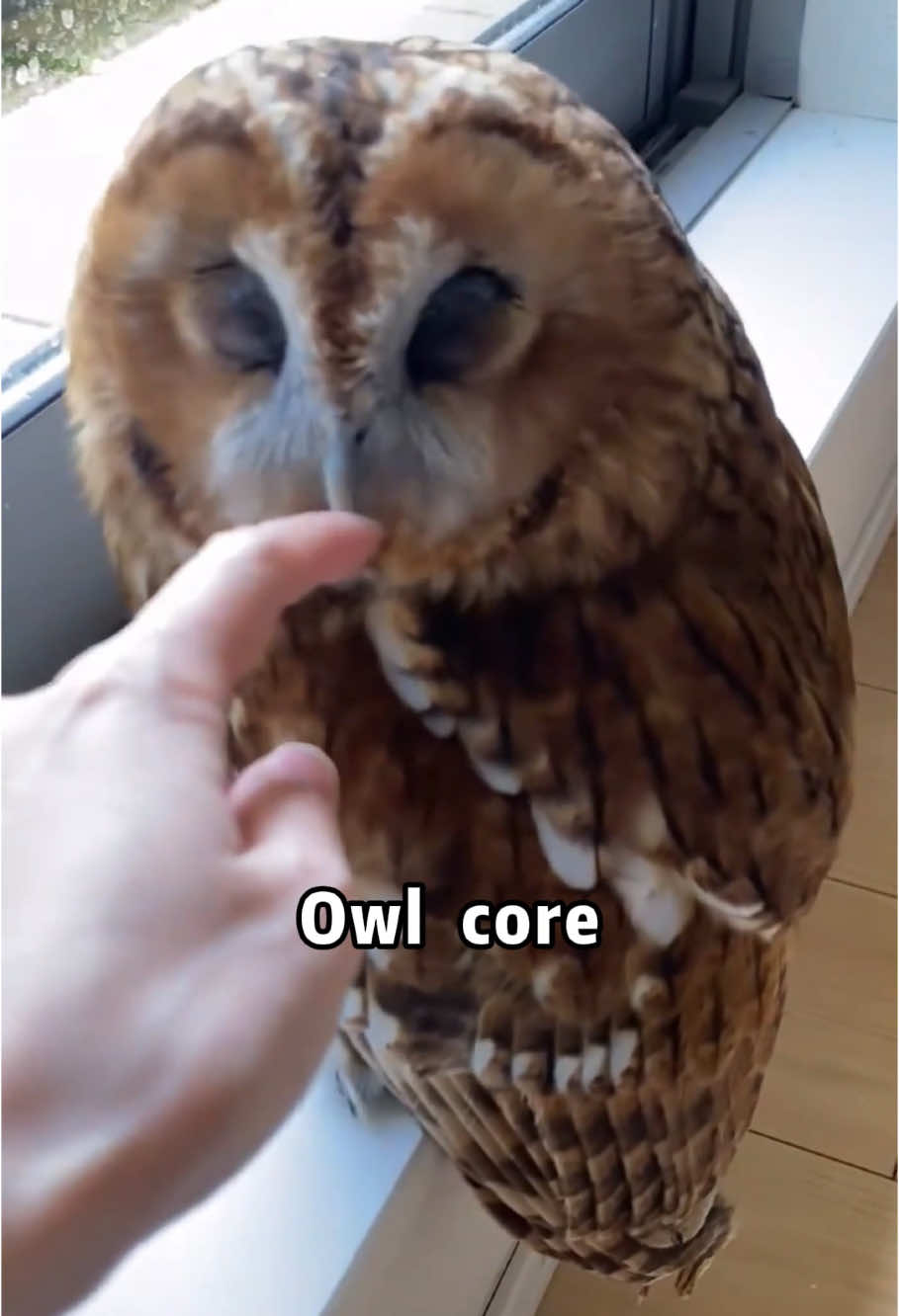 Cute owl❤️#owl #cuteowl😮#funnyanimals#animals #cute #fyp #pet 