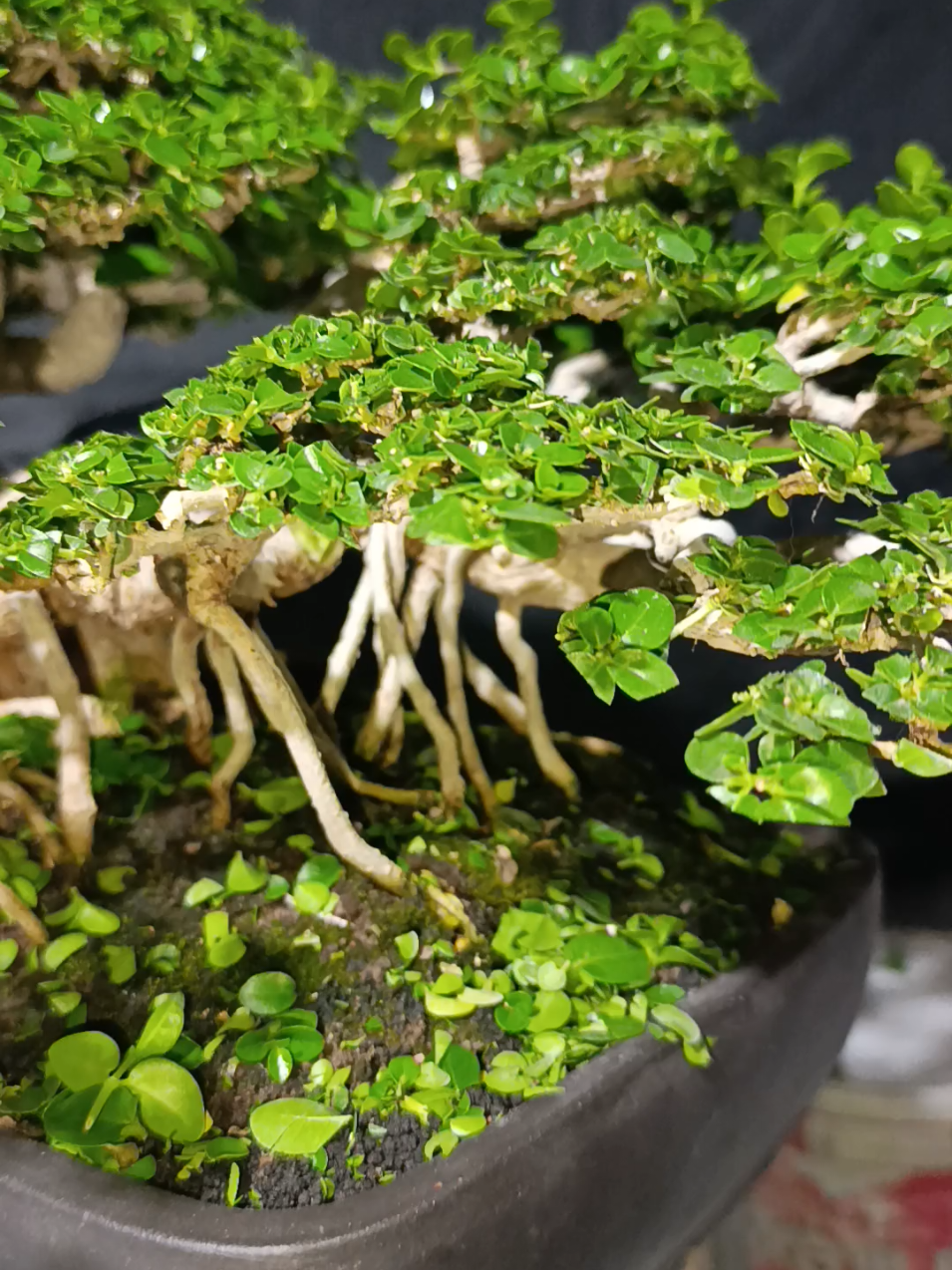 naikan lagi tawarannya omku 😄 #bonsaiinspiration #bonsaisancangthemax #bonsaiprospek #bonsaijuara #bonsaijuara 